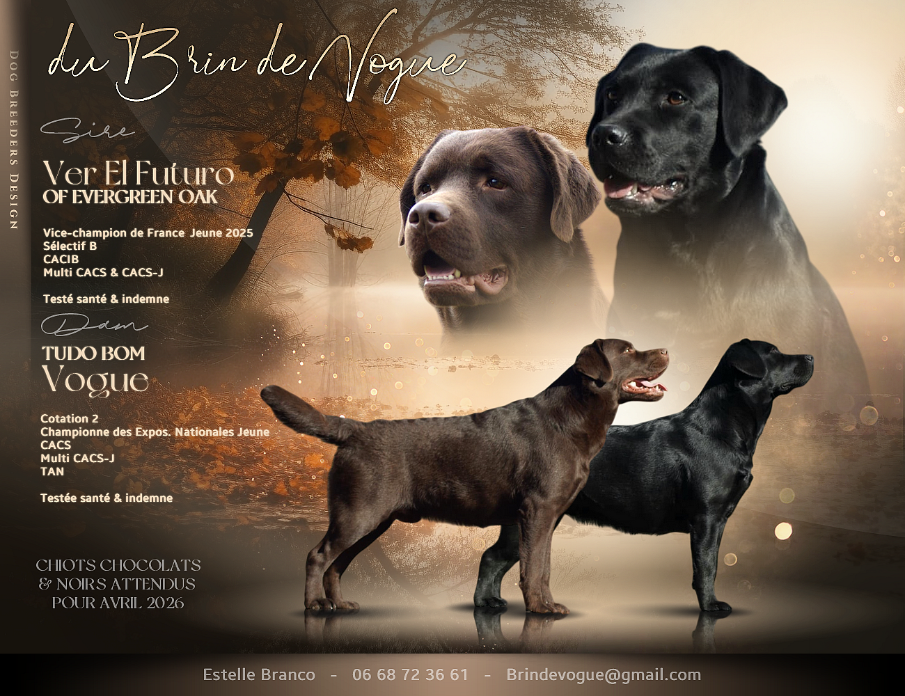 Chiot Labrador Retriever Du Brin De Vogue