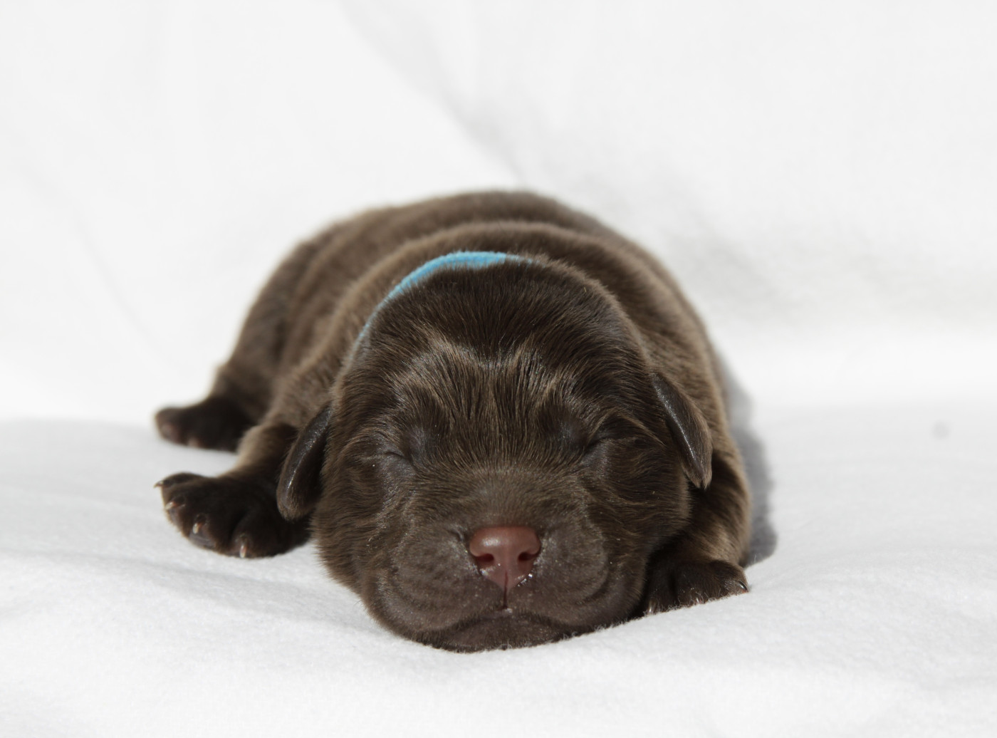 Du Brin De Vogue - Chiots disponibles - Labrador Retriever